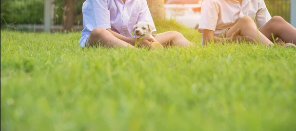 Controlling Fleas And Ticks On Your Lawn