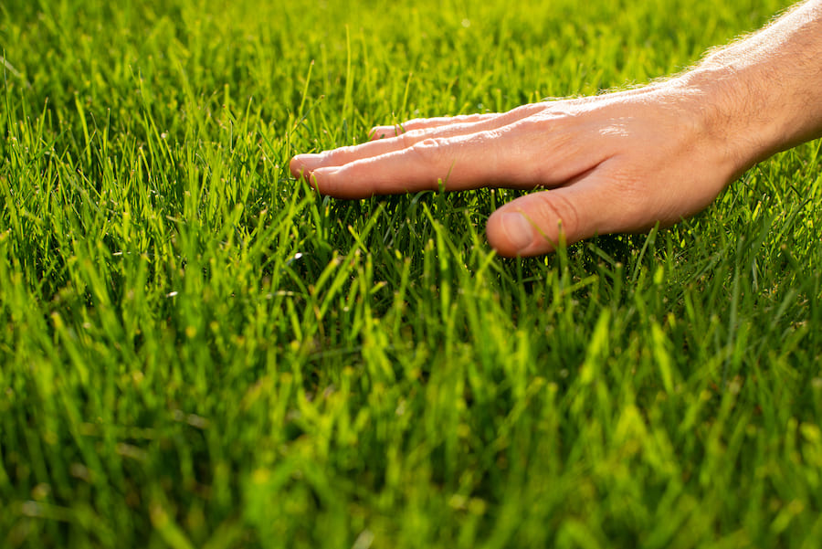 lawn care