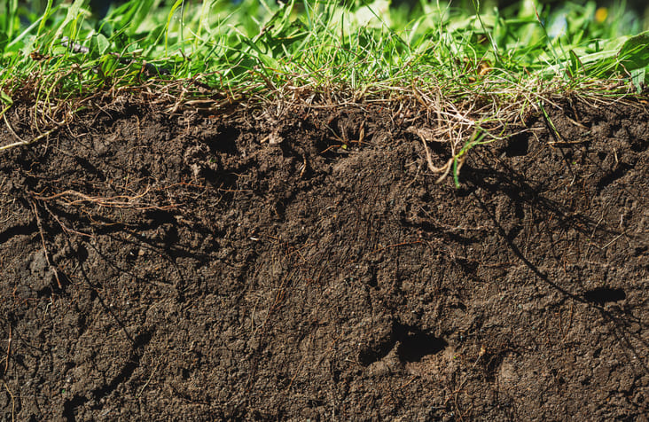 Lakeville insect controls for turf