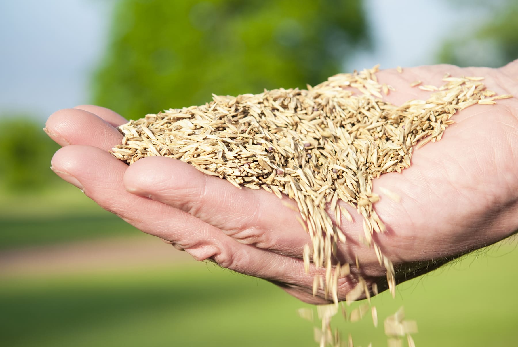 lawn seeding