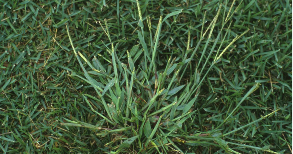 When To Apply Crabgrass Safety When To Apply Crabgrass Safety