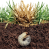 What Are Grubs And How To Control Them - Cherry Hill