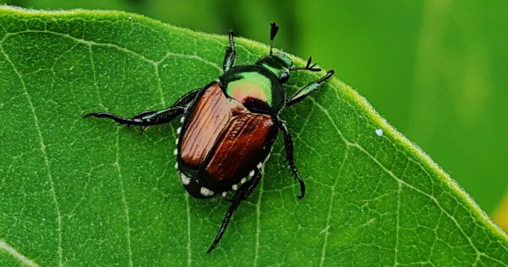 japanese beetle