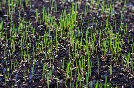 grass seeding service