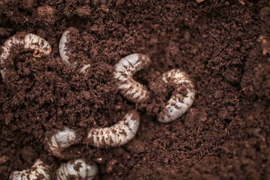 Grub Control Services