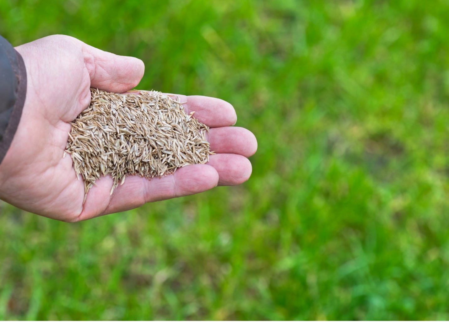 Grass Seed in Hand in front of Lawn