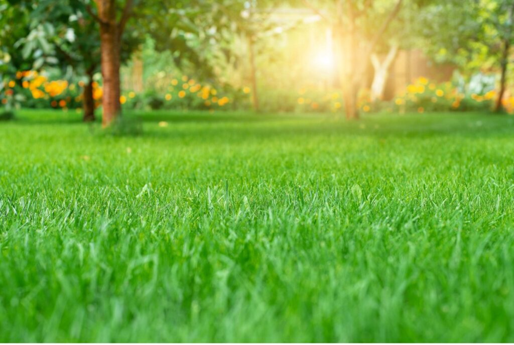 Weed Free Lawn Close Up in Dartmouth