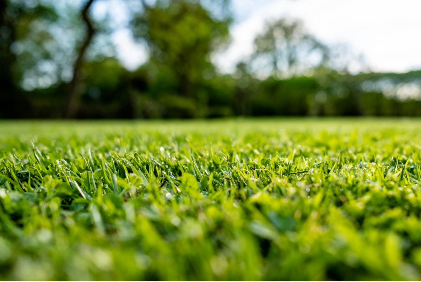 Weed Free Lawn Close Up