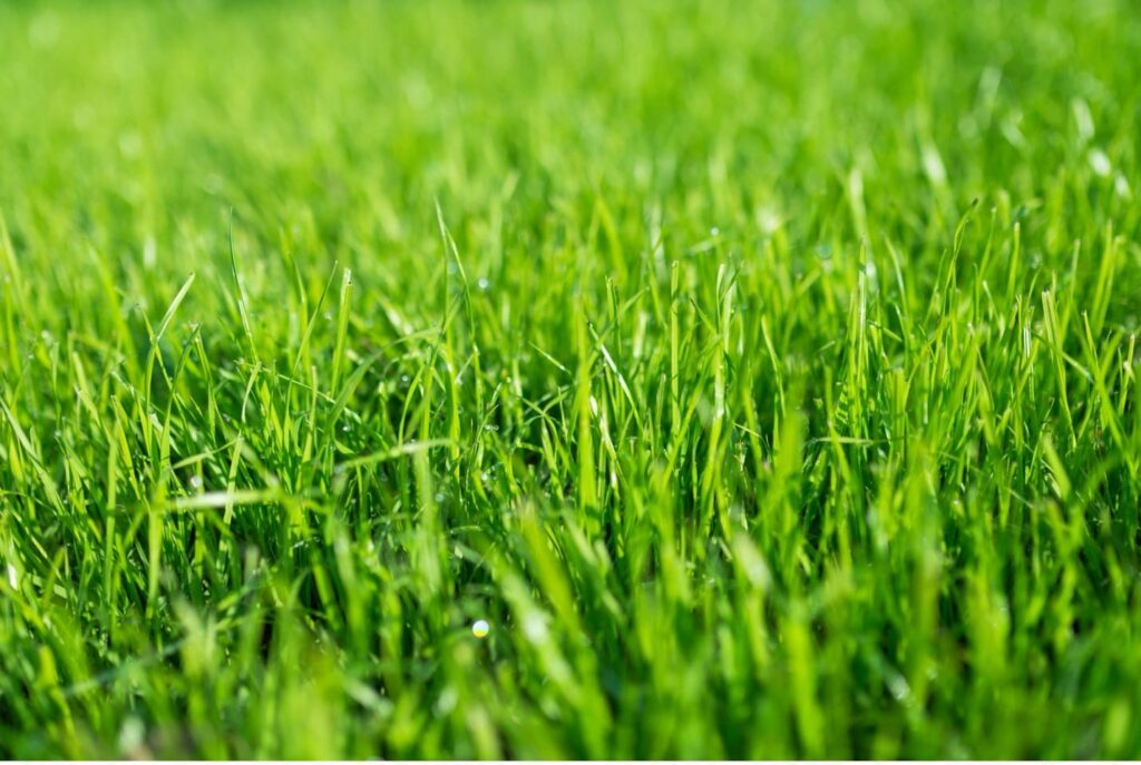 Close up of Southeastern Massachusetts Lawn Freetown