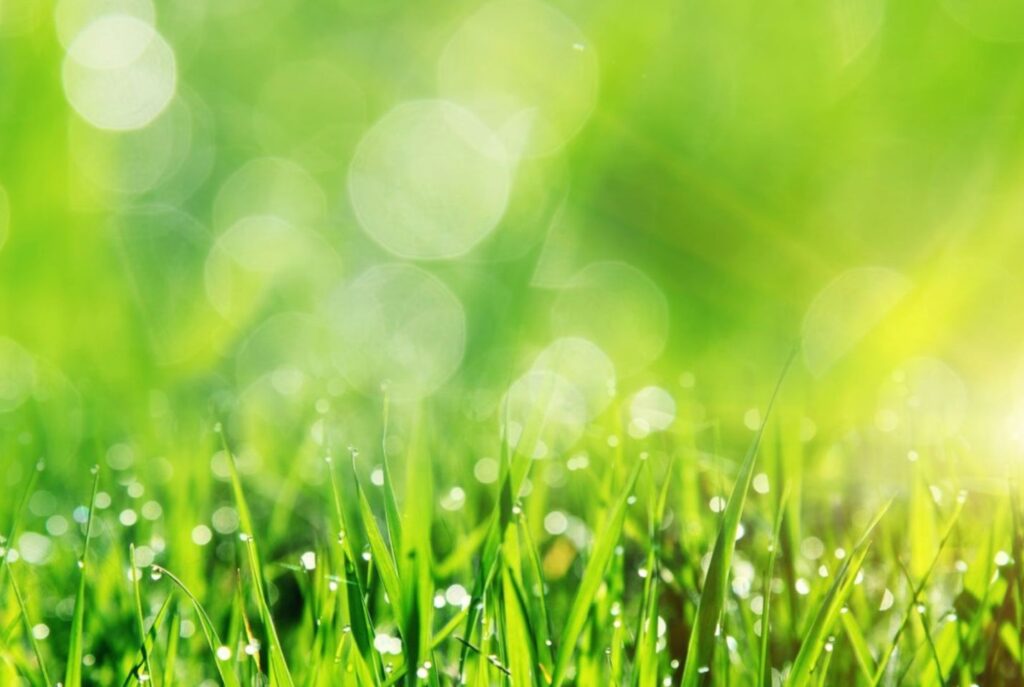 Hingham lawn fertilization treatments