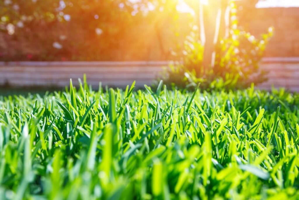 treating for lawn fungus