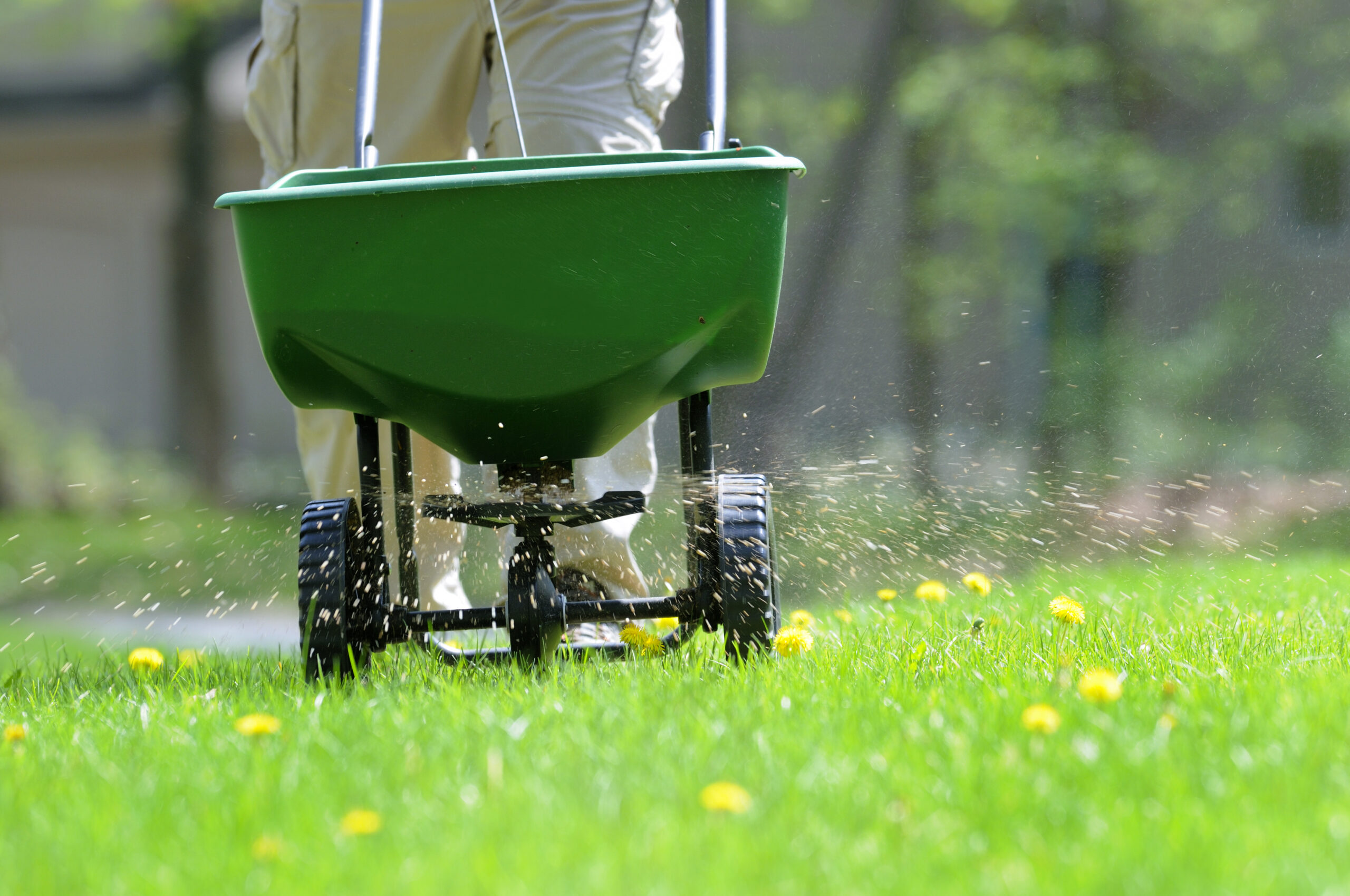 Lawn weed & feed