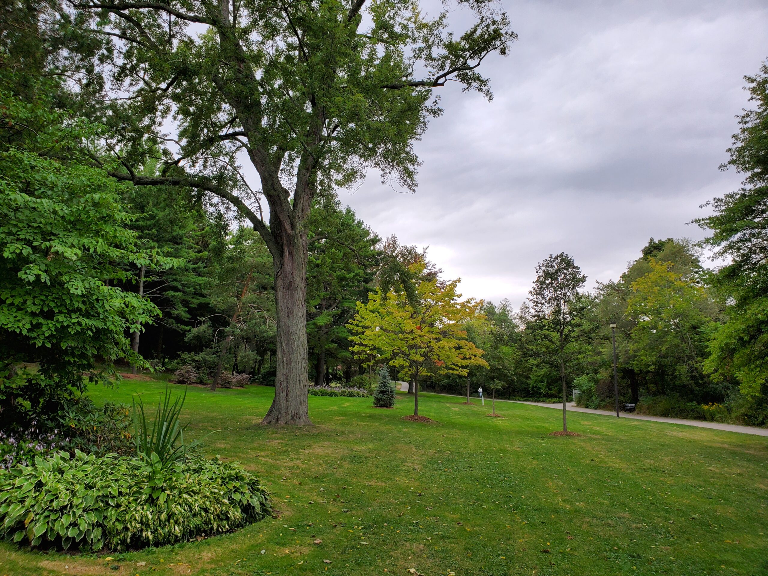 Scenic view of park.