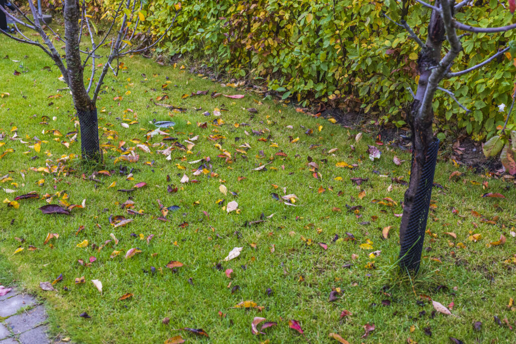 Beautiful view of fallen leaves on grass. Autumn landscape. Autumn season concept.