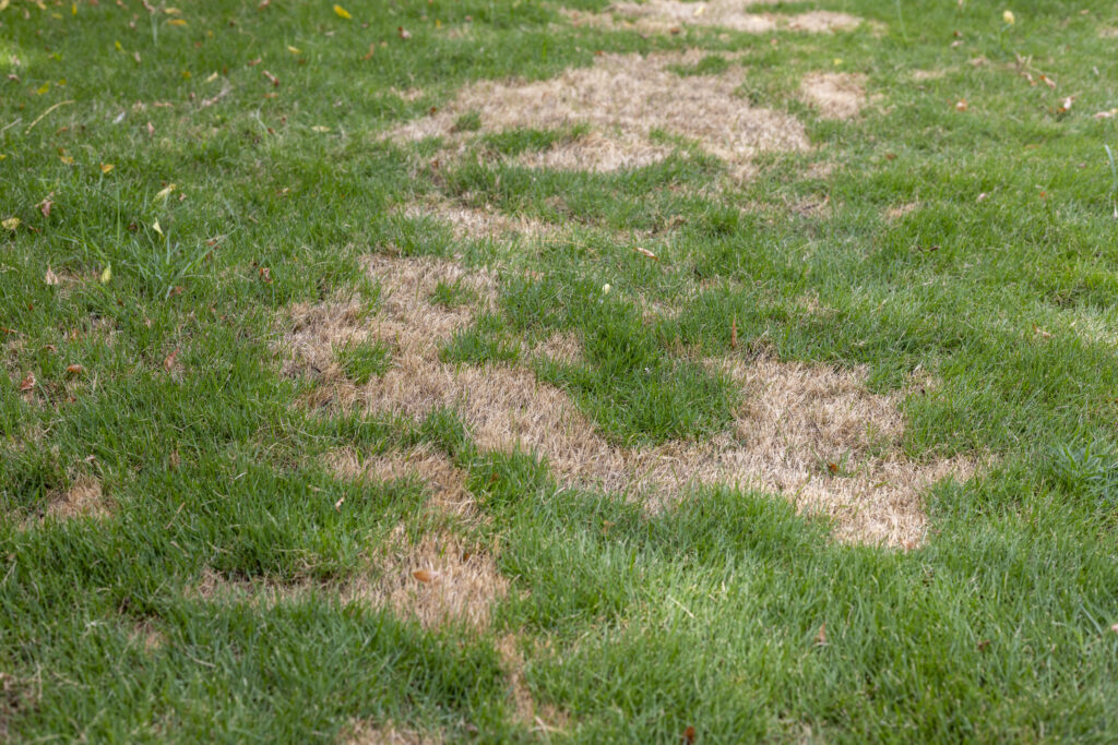 Snow Mold On Your Lawn