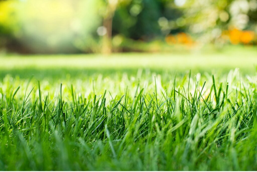 how often should I core aerate my southeastern massachusetts lawn?
