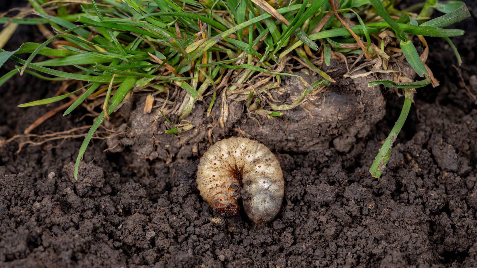 grub control