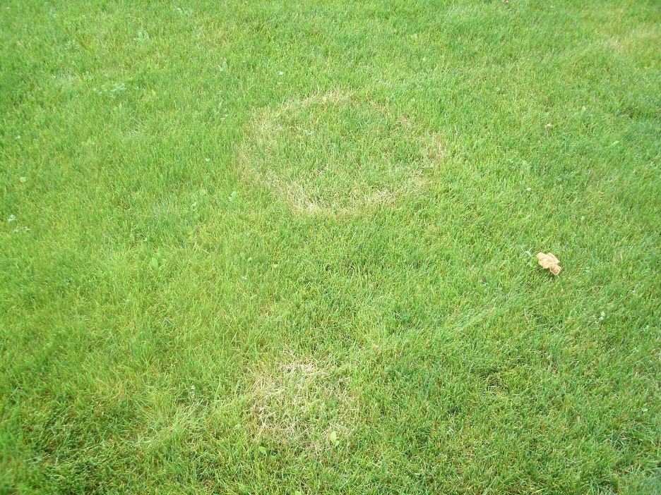 lawn fungus
