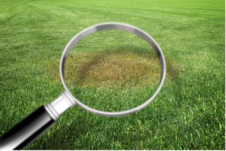treating lawn fungus