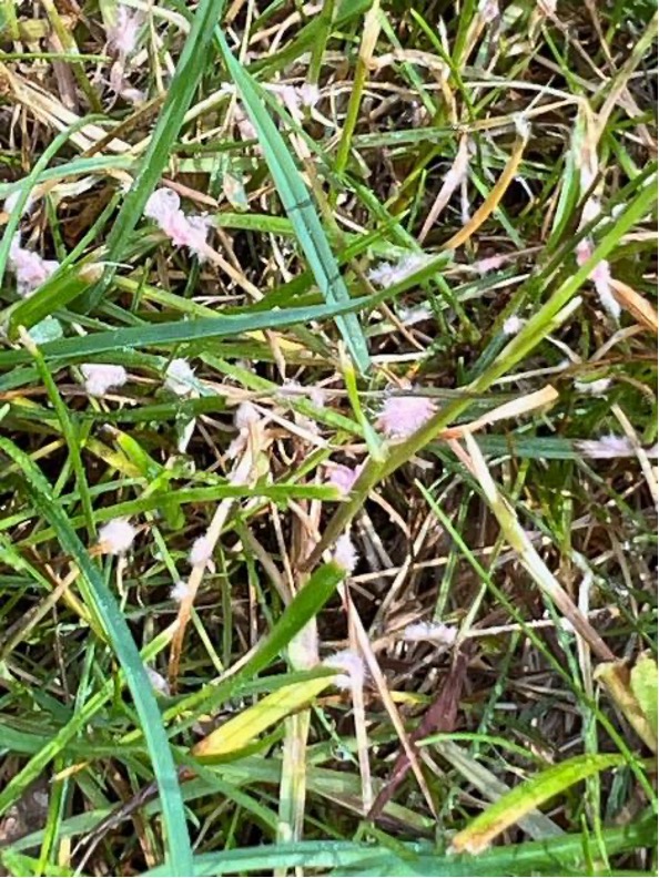 red thread fungus in lawn