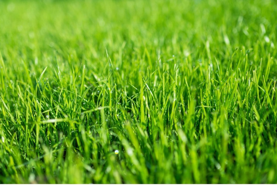professional lawn care services