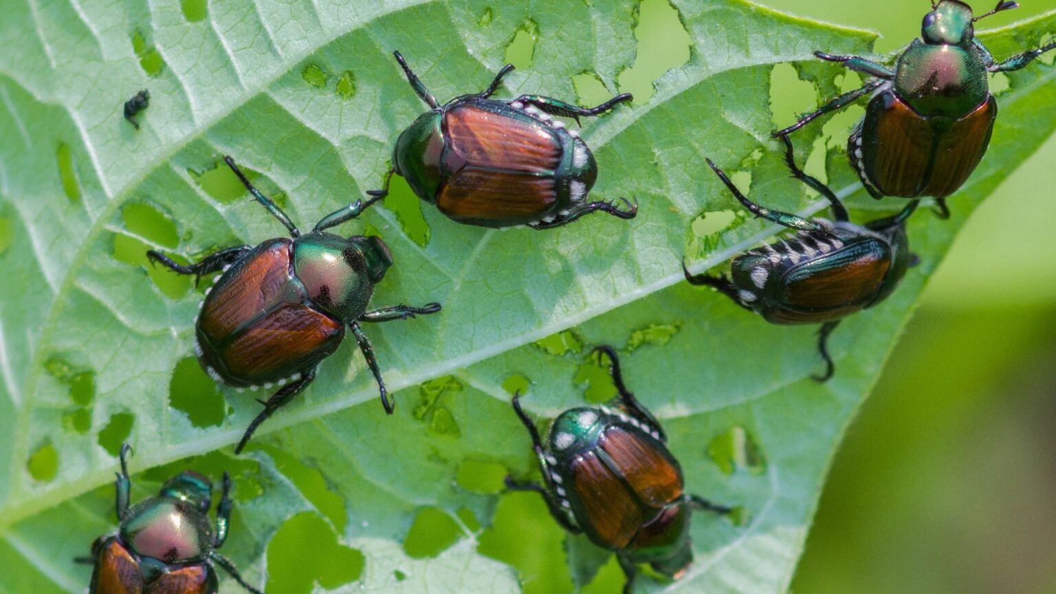 How To Fight Common Alabama Lawn Pests | Lawn Squad