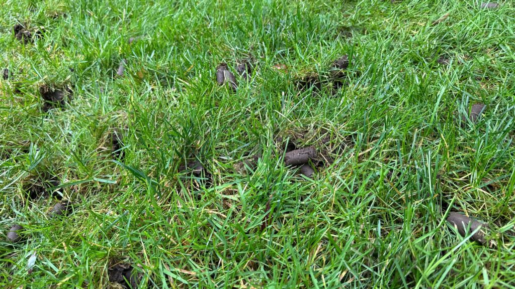 what is core aeration?