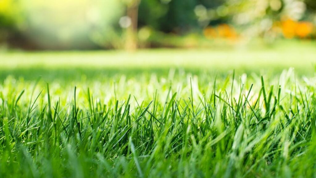 lawn care fertilizer companies near me