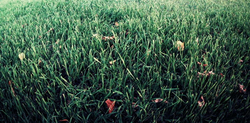 year round lawn care