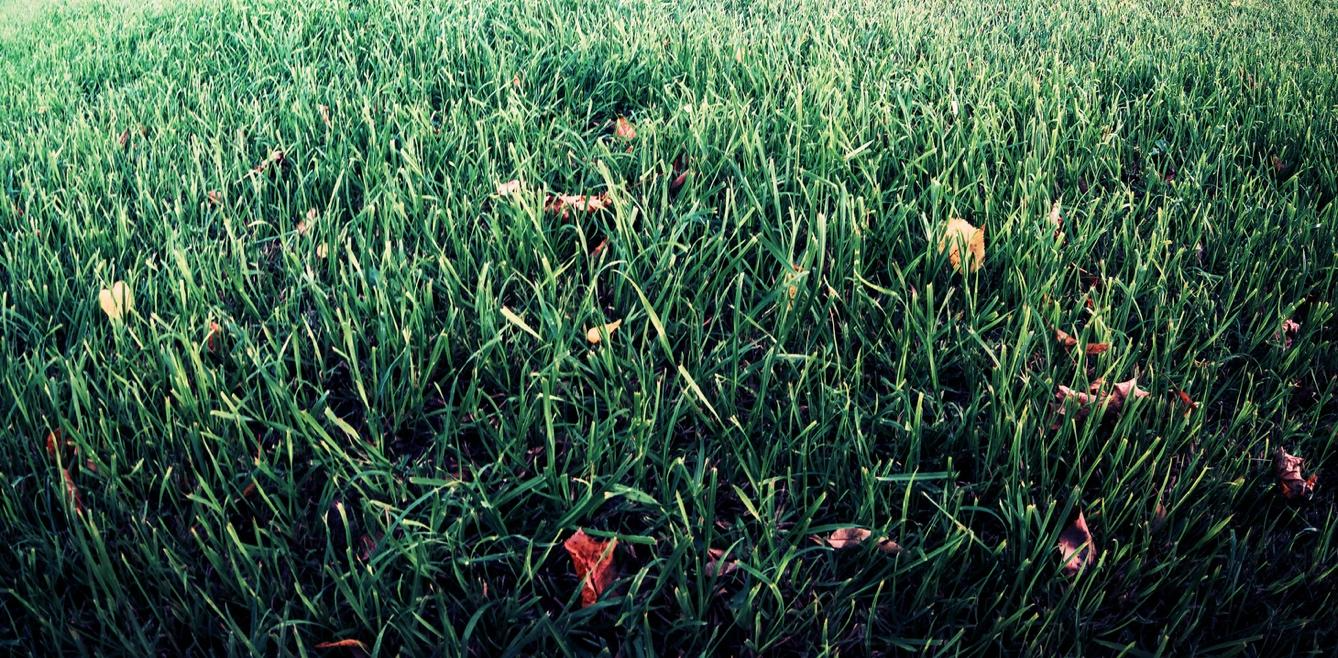 year round lawn care