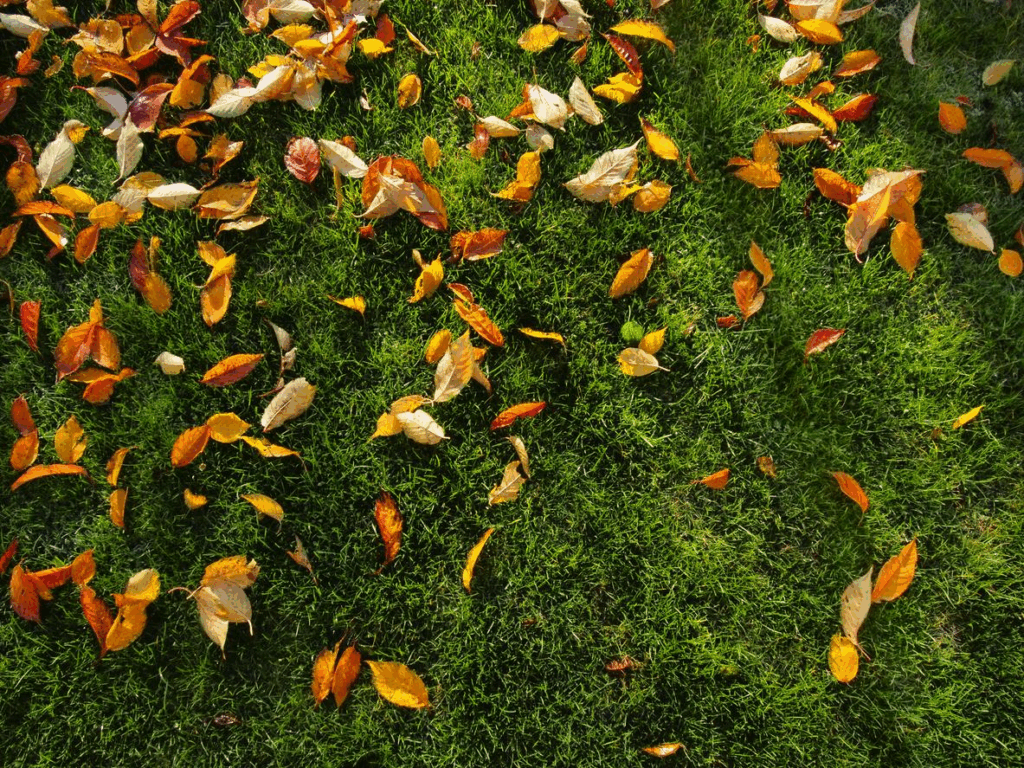 Should I Choose A Lawn Care Service To Maintain My Lawn?
