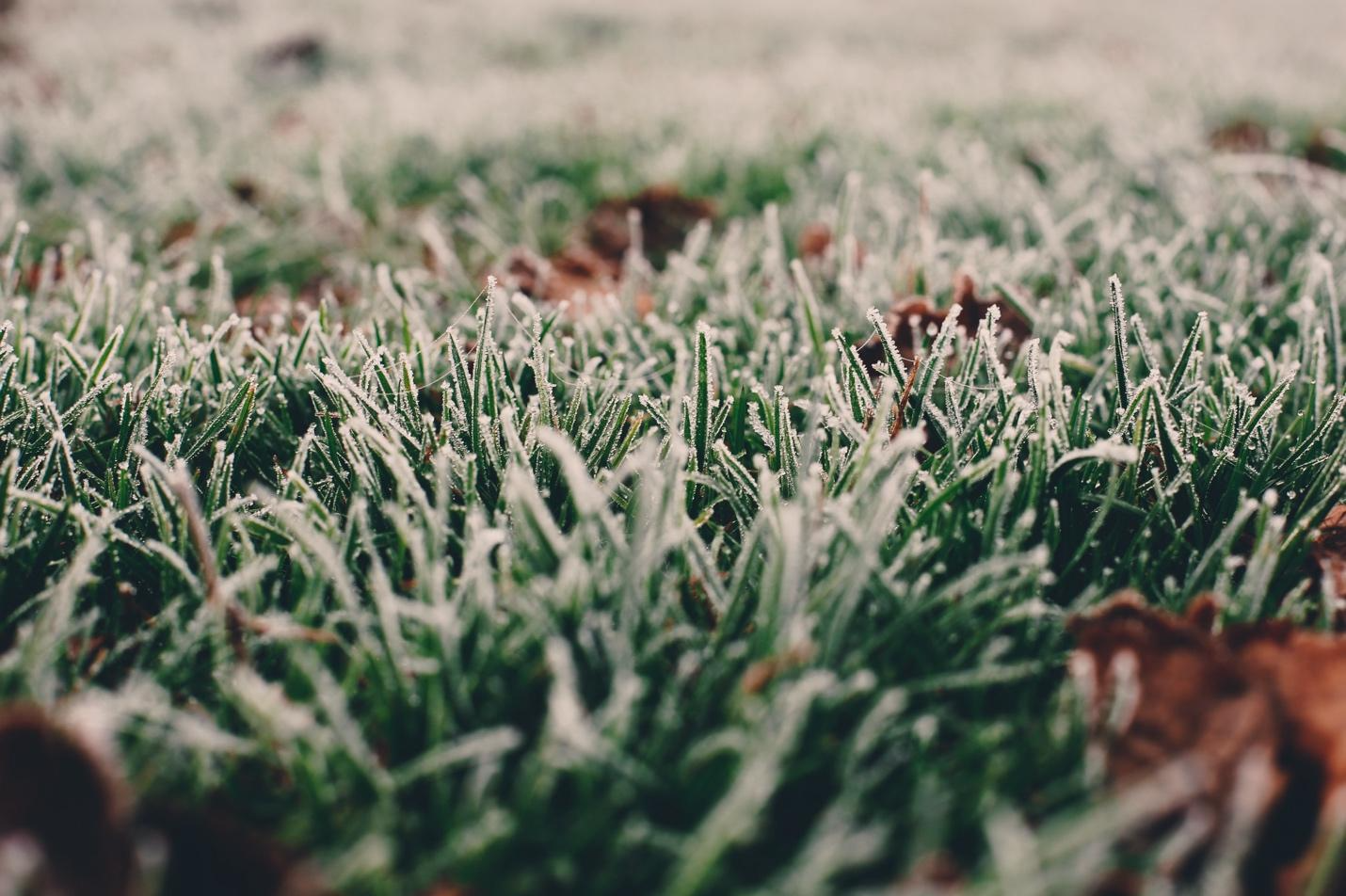 year round lawn service