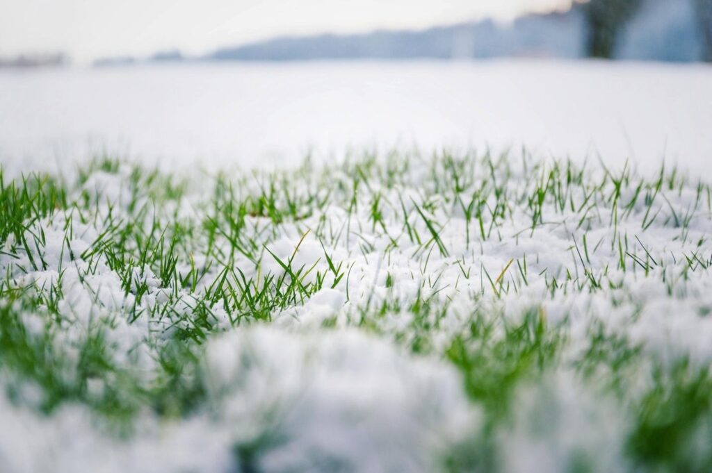 Winterizing my lawn