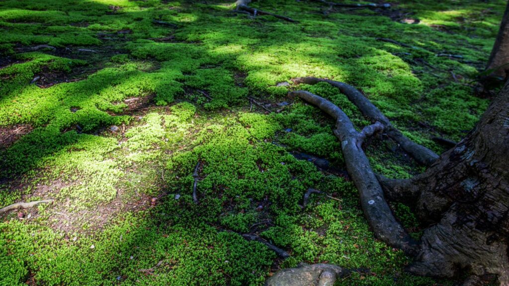 Tips for moss in shady lawns