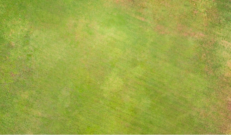 why is my lawn yellow