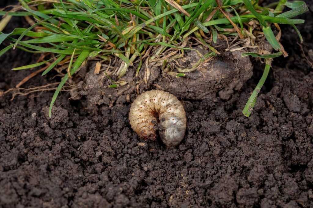Grub control services