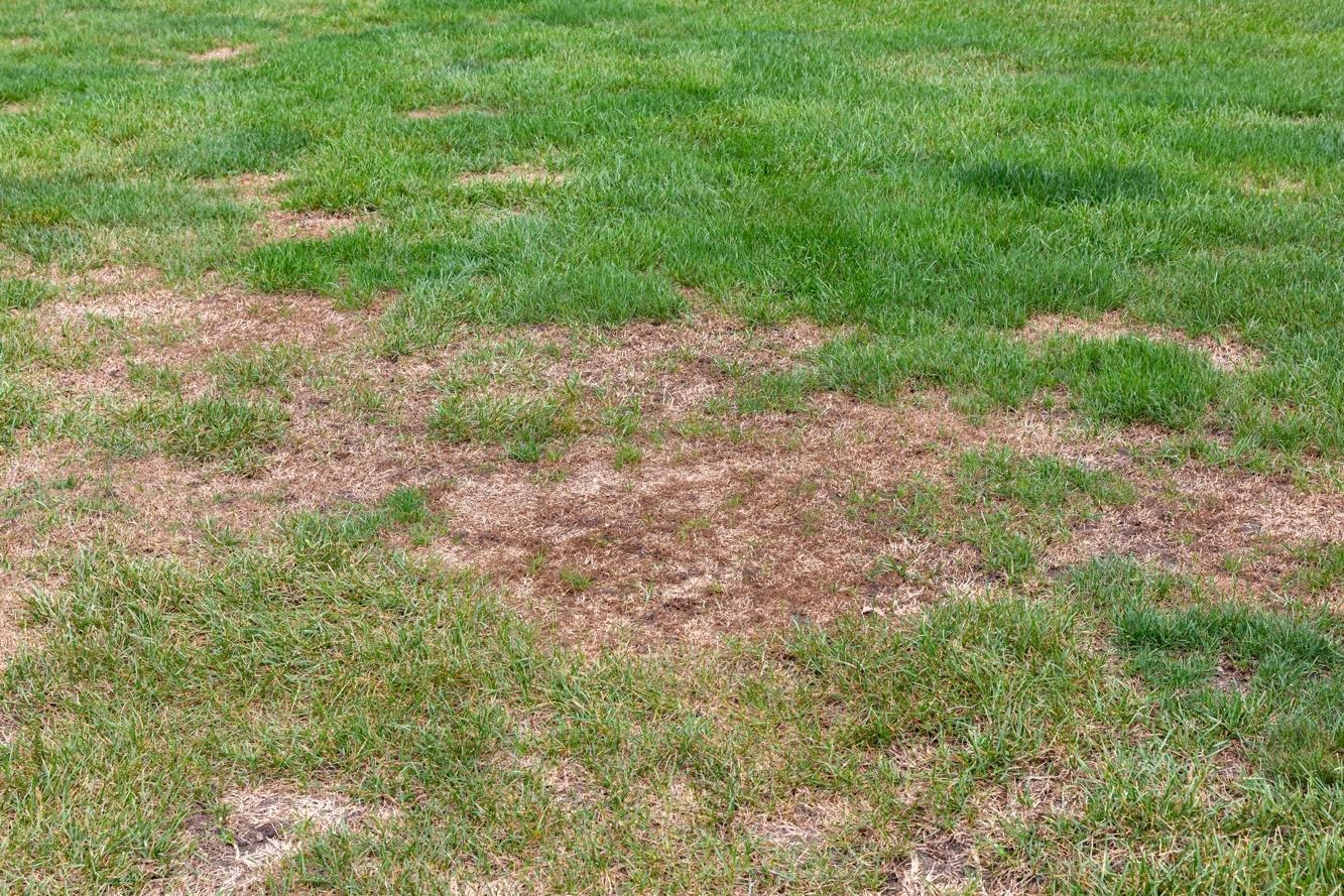 what should i do about bare spots in my lawn