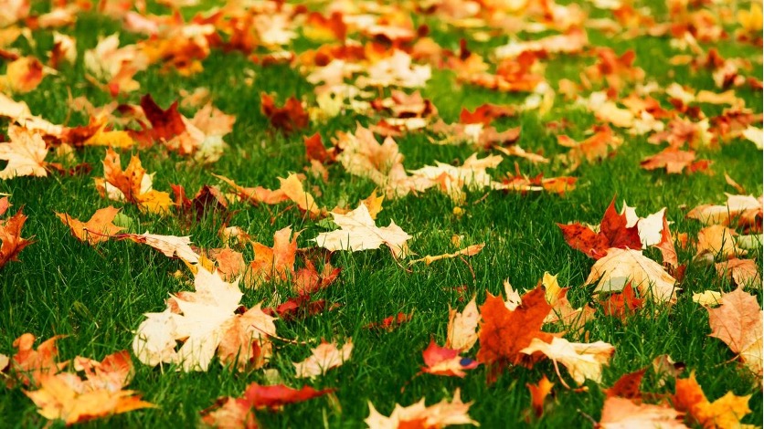 Lawn care services in the fall