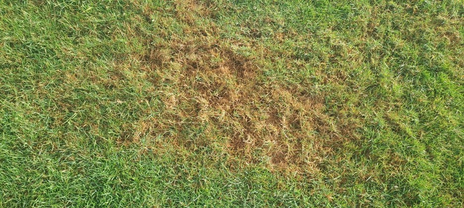 identifying brown spots or burned lawn