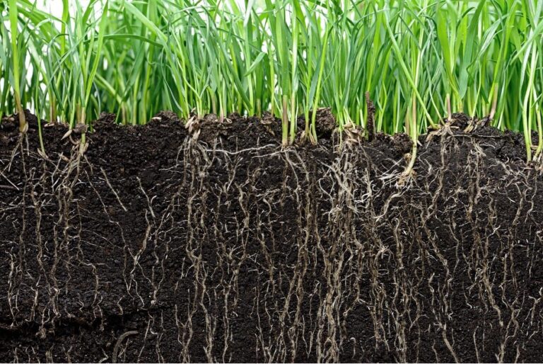 Cross-section of soil showing grass roots growing down into dark earth