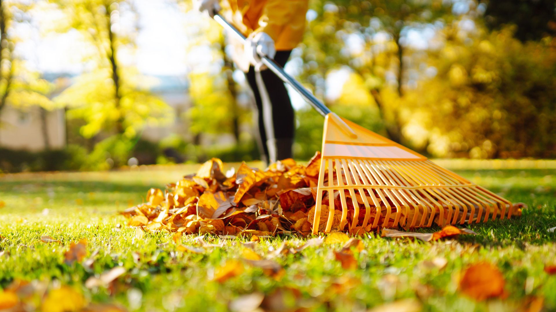 Best practices on leaf cleanup